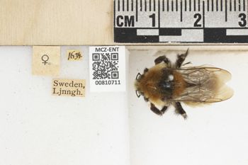 Media type: image;   Entomology 810711 Aspect: labels